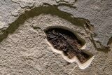 Museum-Quality Green River Fossil Fish Triptych #369070-7
